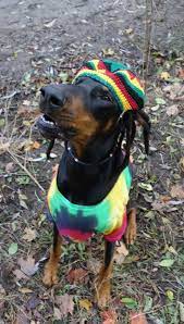 The ukc has their nationals every year around halloween. Doberman Halloween Party Dog Halloween Costumes Dog Halloween Pet Costumes