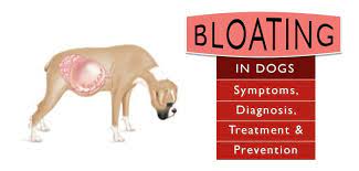 Check spelling or type a new query. Bloat In Dogs Gastric Torsion Causes Symptoms Treatments