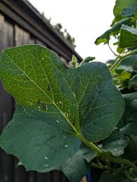 Image result for whitefly in cucumber