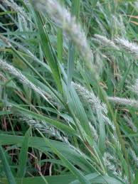 Image result for Thunbergia racemosa