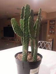 What kills cactus plants can also kill many other types of plants in your yard and the surrounding area if you're not careful. Pin On Flowers