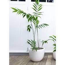 The best bamboo to grow in pots. Pin On Plants