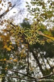 Image result for Hamamelidaceae