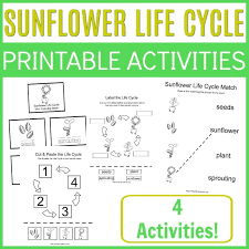 Then they trace the letter a! Sunflower Life Cycle Fun Science Mini Coloring Book With 4 Activities