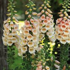 Must water copiously in dry weather and during southern heat loads. Plant Foxgloves In Your Garden To Make A Vertical Statement Dengarden
