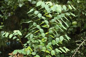 Image result for Flueggea virosa