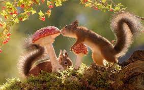 Squirrels And Fungi Squirrels Have An Interesting Adaptation That Allows Them To Eat Mushrooms Containing Deadly Amanita Toxins Red Squirrel Squirrel Animals