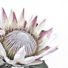 Fav Flower Protea Art Protea Flower Flower Art