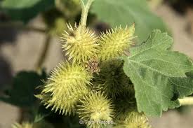 Image result for Xanthium