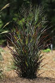 Image result for Panicum gracilicaule