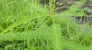 Image result for Sesbania pachycarpa