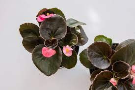 Explore now the best common house plants. 8 Easy Care Flowering Houseplants