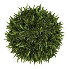 Plants Top View Png Trees Top View Potted Trees Tree Plan