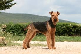 Steckbriefe, informationen rund um den rassehund und zahlreiche erläuterungen. Airedale Terrier Charakter Haltung Pflege Zooplus