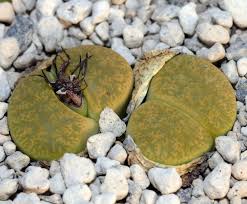 Image result for Lithops lesliei