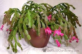 Aside from that, the method used in growing a. Holiday Cactus Care Care Tips For Growing Your Holiday Cactus