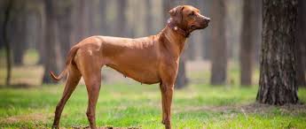 Today's ridgeback is descendent from a variety of breeds which were crossed by settlers of south africa and rhodesia with the native dogs of the hottentot tribe. Rhodesian Ridgeback Der Sanfte Jagdhund Aus Sudafrika