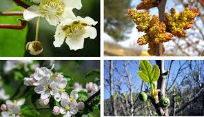 Check spelling or type a new query. Flowering And Fruit Set In Fruit Trees Citrus And Other Woody Crops