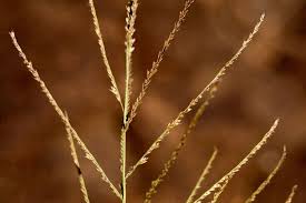 Image result for Leptochloa panicea