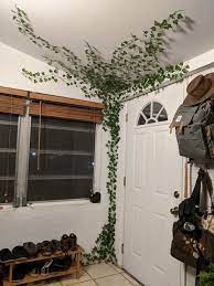 Fake Ivy On Wall Fake Walls College Room Decor Pinterest Room Decor