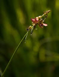 Image result for Crotalaria lanceolata