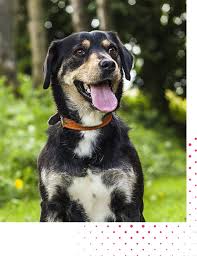 If a person travels with their pets to a different place, it is vital that they are able to get the supplies they will need or may need. Case Study Pets Place Increases Revenue Per User By 15