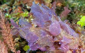 Image result for Limosella capensis