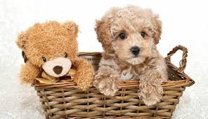 Teddy bear puppies are small in stature, and remain small even into adulthood, growing to a height of approximately 12 inches. Teddy Bear Dog Breeds The Pups That Look Like Plushies
