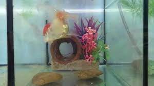 Mexican fence post cactus disease images. Fake Coral Stock Video Footage 4k And Hd Video Clips Shutterstock