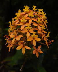 Image result for Barleria spinulosa