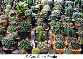 Not only are they small and easy to care for, but they also add to the overall aesthetic of a home. Indoor Cactus Garden Adorable Indoor Cactus Garden Canstock