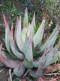Image result for Aloe aculeata × excelsa