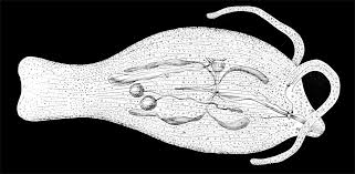 Image result for Phylohydrax