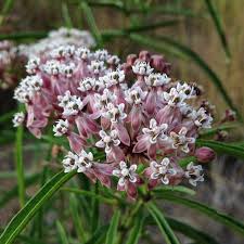 Blooming Now Narrow Leaf Milkweed Asclepias Fascicularis At The San Francisco Botanical Garden In California U California Native Plants Milkweed Asclepias