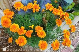 Ebay.com has been visited by 1m+ users in the past month 17 Easiest Seeds To Start Indoors Get Busy Gardening