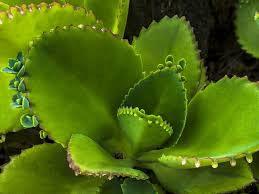 Kalanchoe Pinnata Cathedral Bells World Of Succulents Plants Healing Plants Succulents