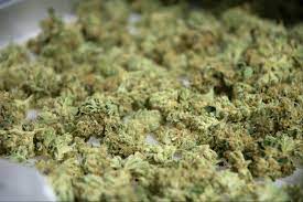 Curing Cannabis: Why It's Important And How To Do It Properly | Potguide