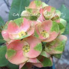 Euphorbia Milii Multi Color Crown Of Thorns Christ Plant Etsy Euphorbia Euphorbia Plant Showy Flowers