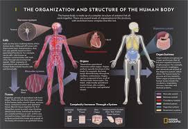 This 6th edition of anatomy: The Organization And Structure Of The Human Body National Geographic Society