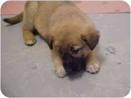 Area animal shelters have a supply of disaster bags, provided by the american society for the prevention of cruelty to animals. Spokane Wa German Shepherd Dog Meet Wilma A Pet For Adoption