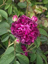 The flowers are a deep crimson/wine color and i apologize because i didn. Promesse De Roses Charles De Mills
