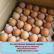 Jenis ayam ini begitu unik, kalau di ukur postur tubuhnya hanya sekitar satu kepalan orang dewasa. Jual Telur Ayam Malang Medium