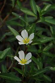 Image result for Ludwigia adscendens