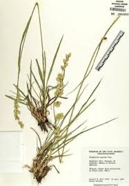 Image result for Eragrostis exasperata