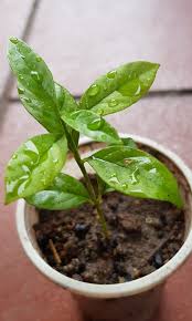 Fresh or dried bay leaves are used in cooking for their distinctive flavor and fragrance. Indonesian Bay Leaf Seedling Daun Salam Gardening Plants On Carousell