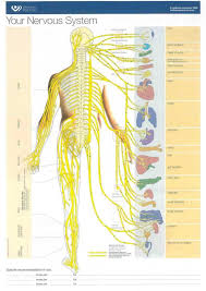 Nervous System And Your Body Functions Nervous System Anatomy Nervous System Nervous System Activities