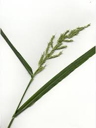 Image result for Echinochloa