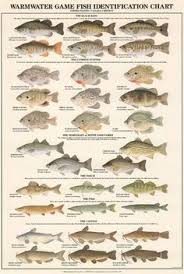 35 Best Identify That Fish Images Fish Fish Chart