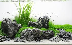 Check spelling or type a new query. Iwagumi Aquarium Home Aquascape Aquarium In The House