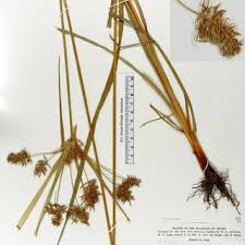 Image result for Cyperus pectinatus